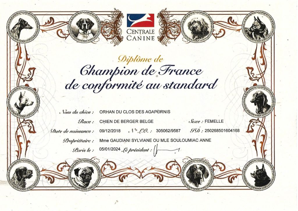 du clos des agapornis - Orhan championne de France de conformité au standard