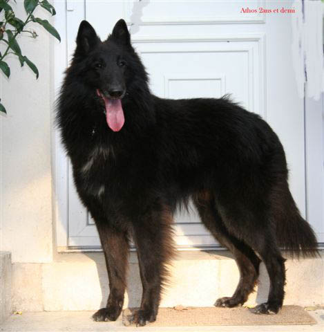 Athos du clos des agapornis