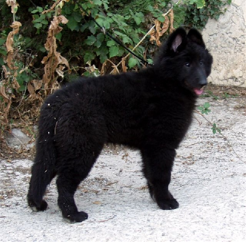 Do'yack du clos des agapornis