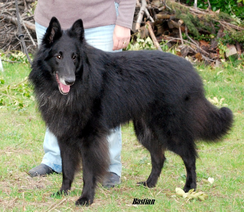 Bastian du clos des agapornis