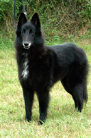 Delya du clos des agapornis