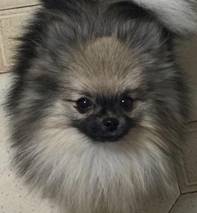 Merlin du clos des agapornis