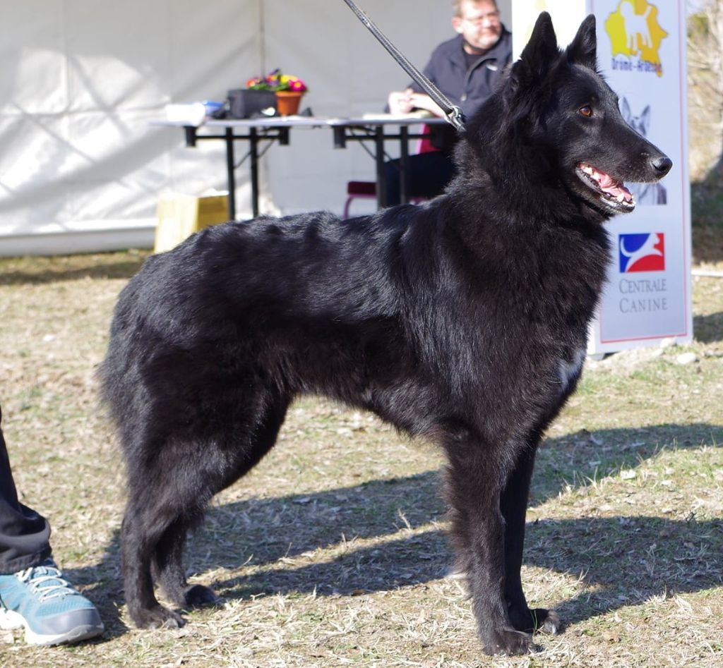 Nala du clos des agapornis