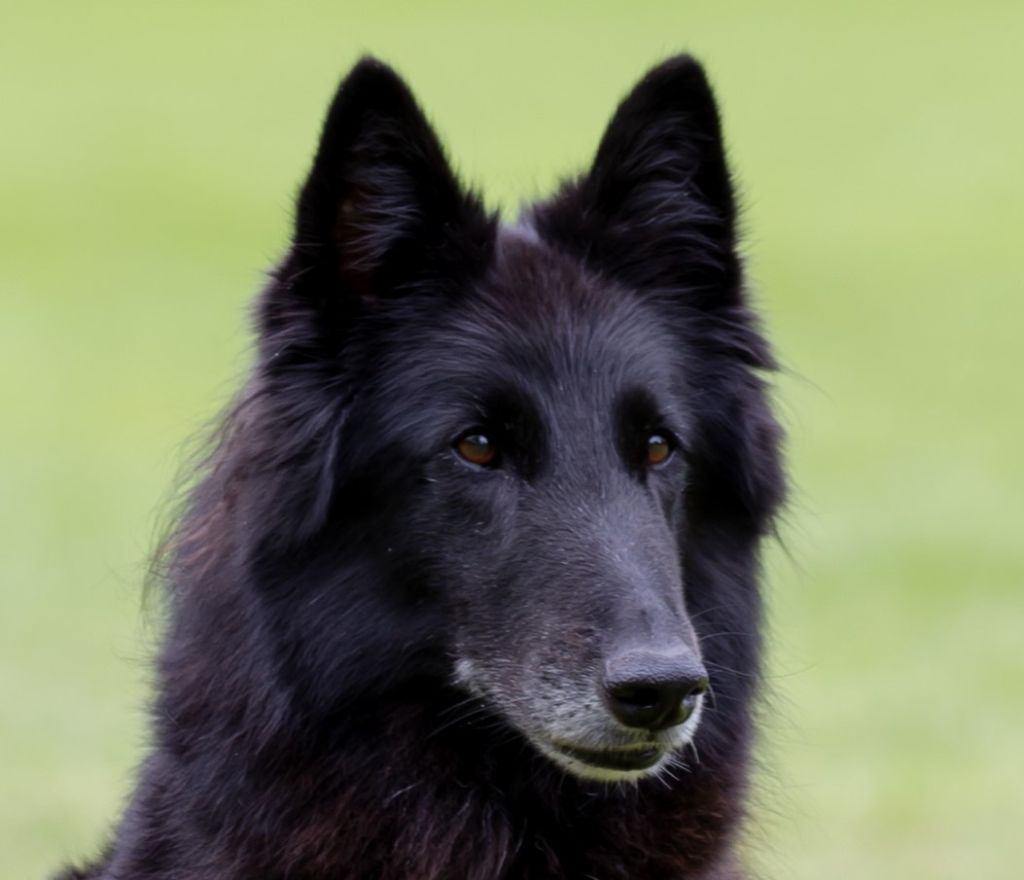 Hophélie du clos des agapornis