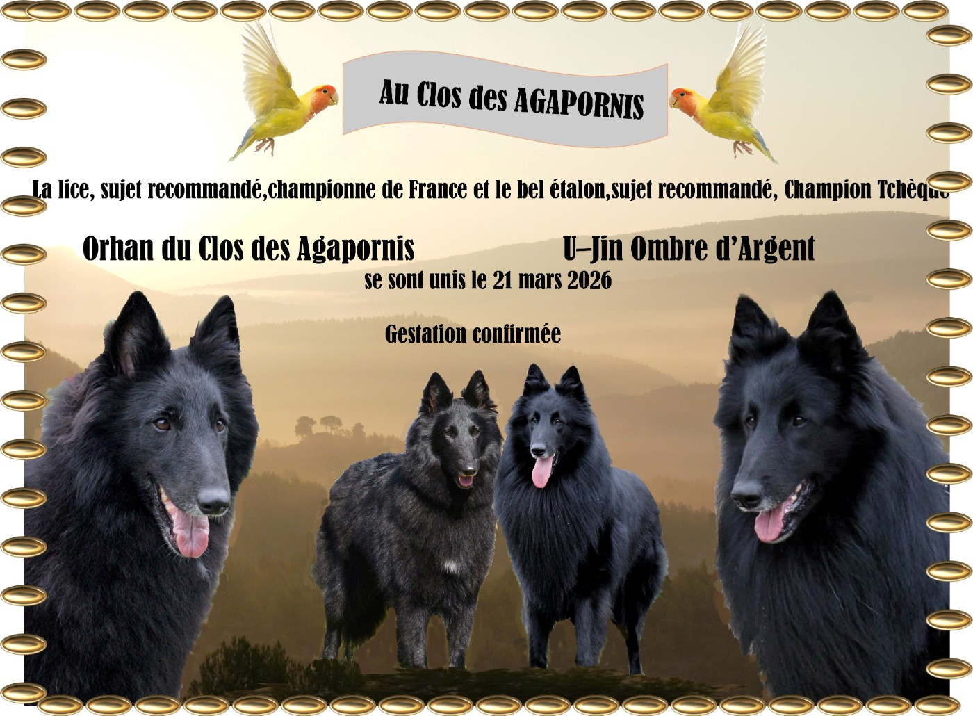 Union de notre Orhan avec le bel étalon U Jin Ombre d'Argent