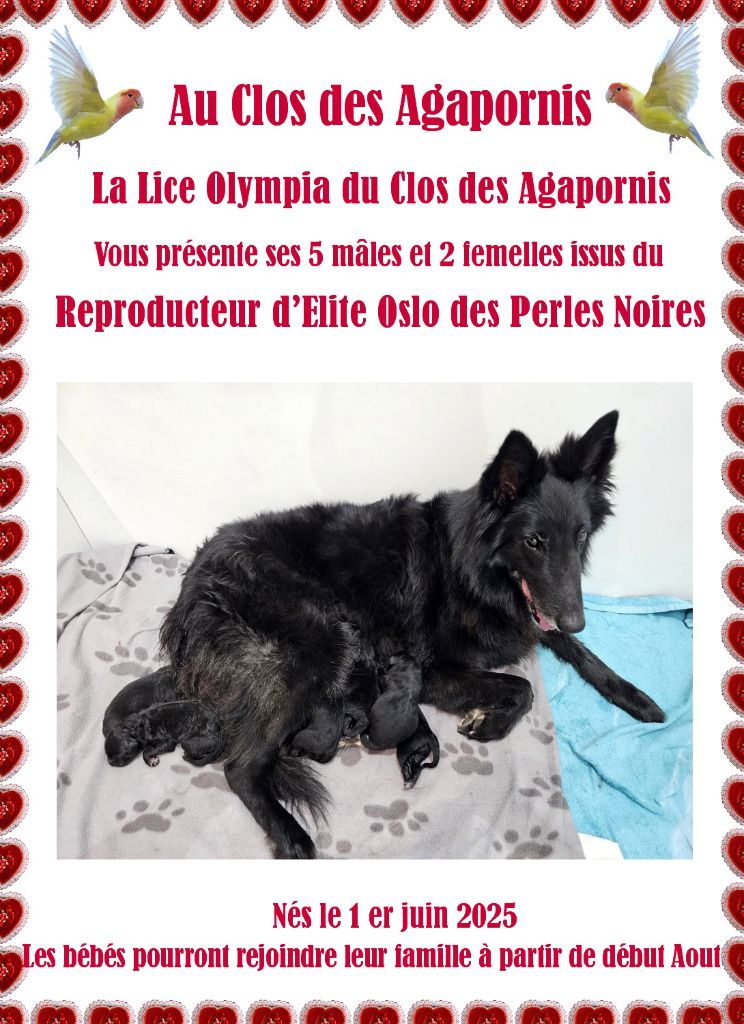 Les bébés sont nés !