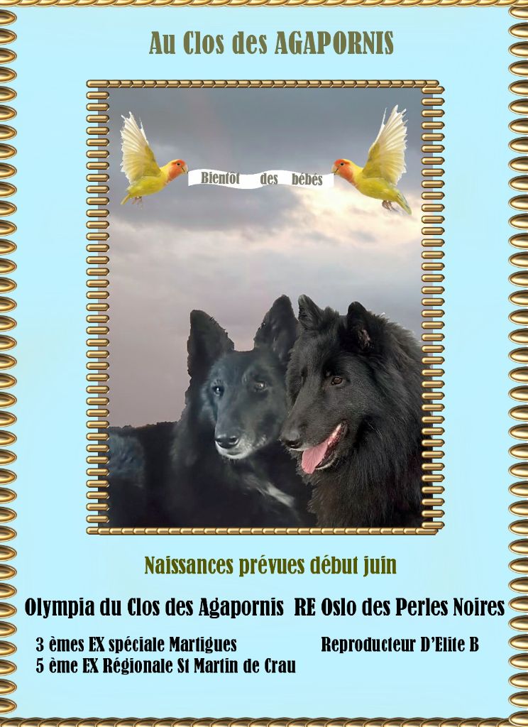 Saillie d'Olympia 