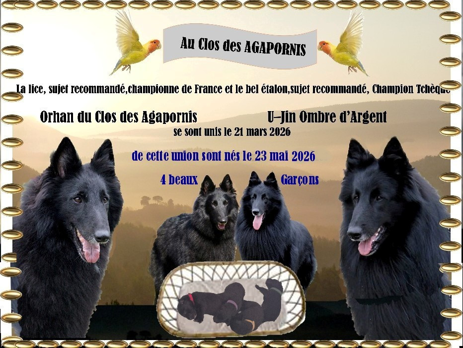 du clos des agapornis - Chiots disponibles - Berger Belge