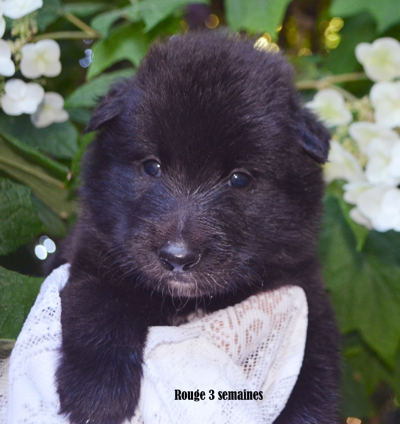 du clos des agapornis - Chiots disponibles - Berger Belge