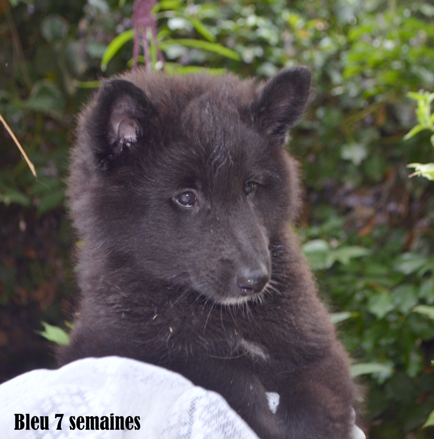 du clos des agapornis - Chiots disponibles - Berger Belge