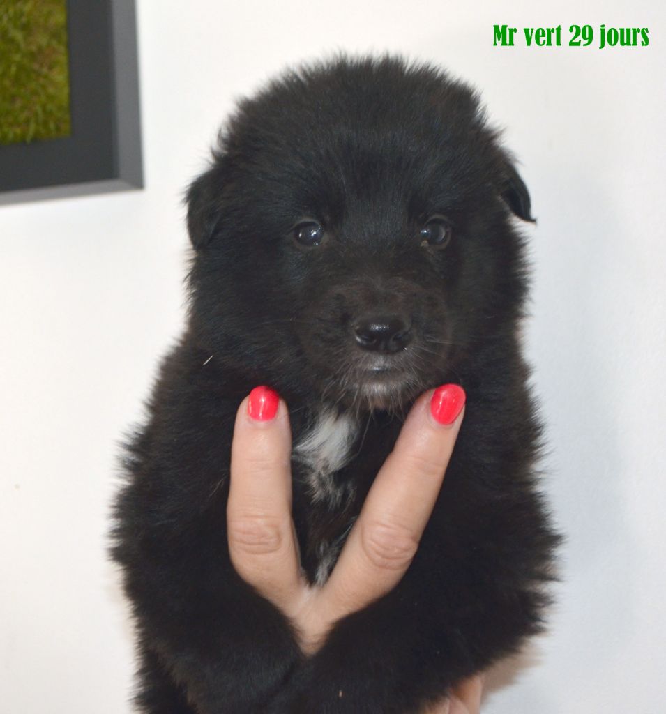 du clos des agapornis - Chiots disponibles - Berger Belge