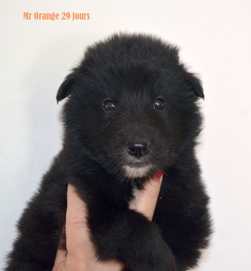 du clos des agapornis - Chiots disponibles - Berger Belge