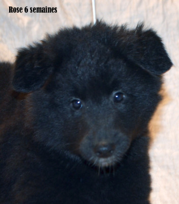 Bagheera