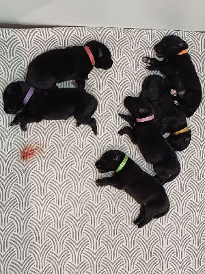CHIOT 6