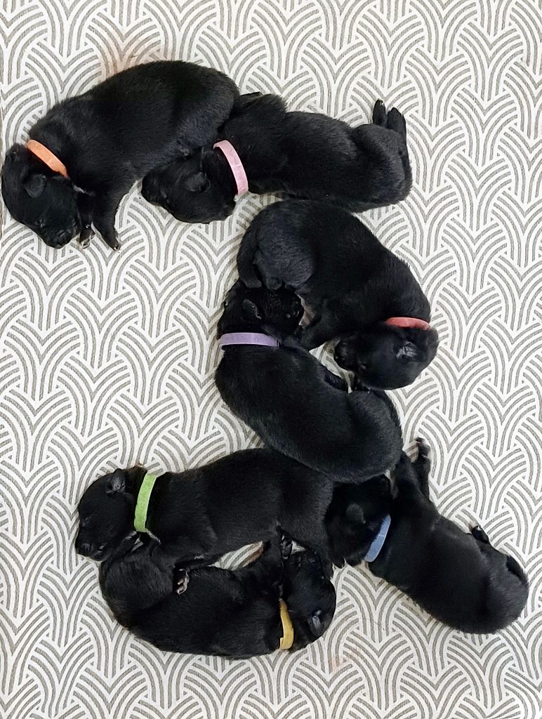 du clos des agapornis - Chiots disponibles - Berger Belge