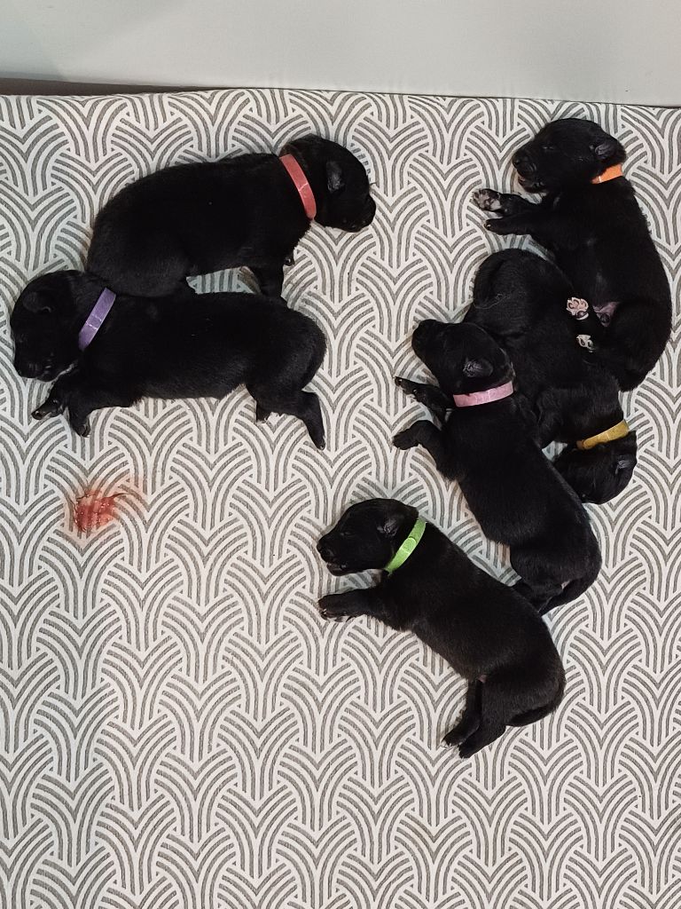 du clos des agapornis - Chiots disponibles - Berger Belge