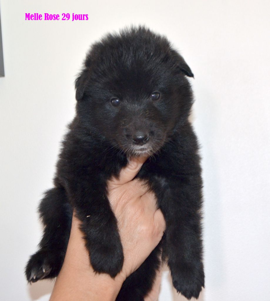 du clos des agapornis - Chiots disponibles - Berger Belge